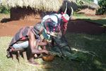 Muratina preparation 